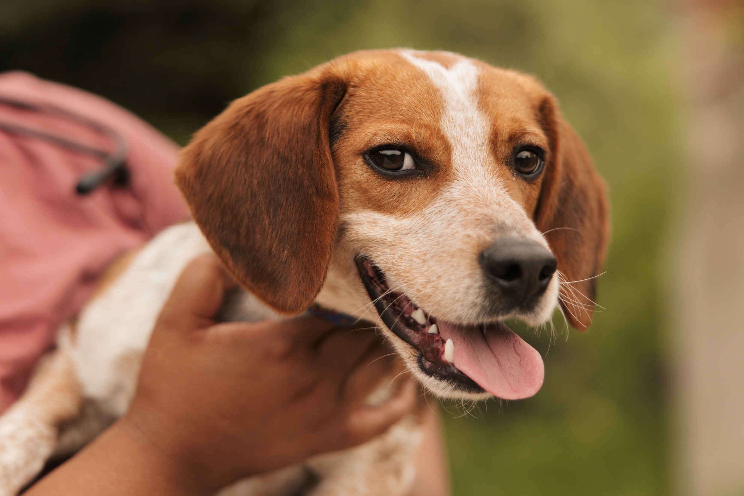 Summer Pet Tips to Beat the Heat in Northern Michigan