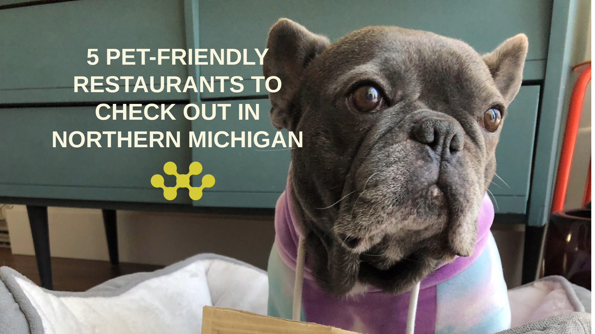 5 Dog Friendly Restaurants in Northern Michigan 