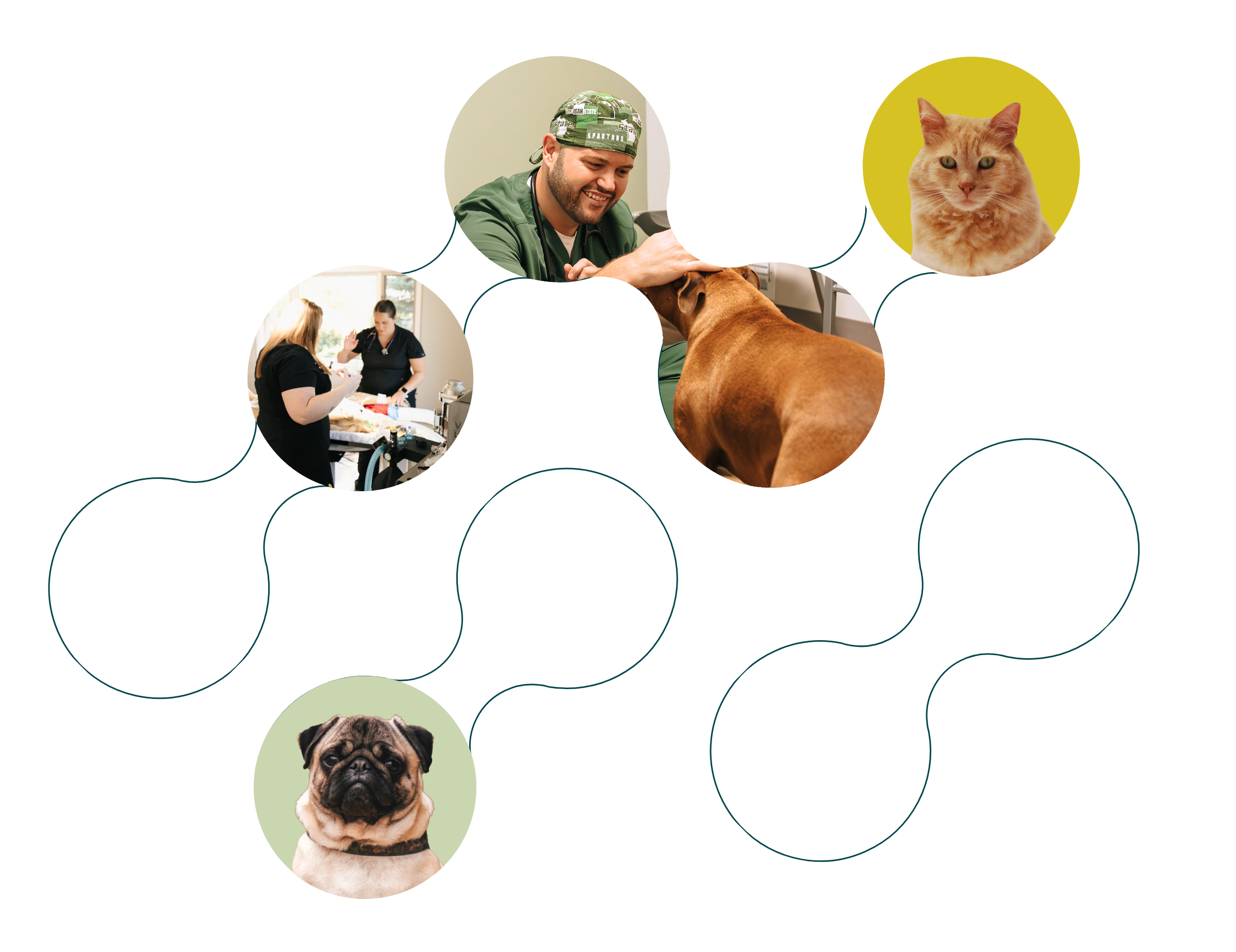 Veterinarian in Traverse City, MI