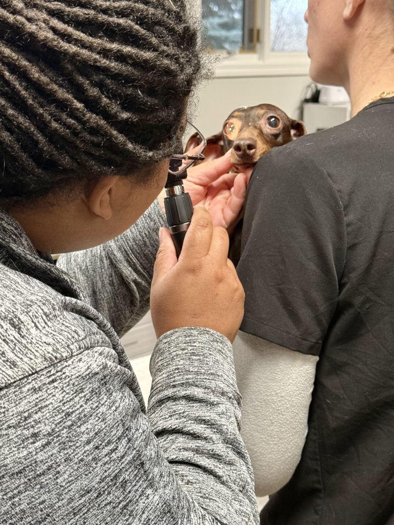 Veterinarian examining a pet's eyes for redness, discharge, or squinting at Omnivet in  Traverse City, MI