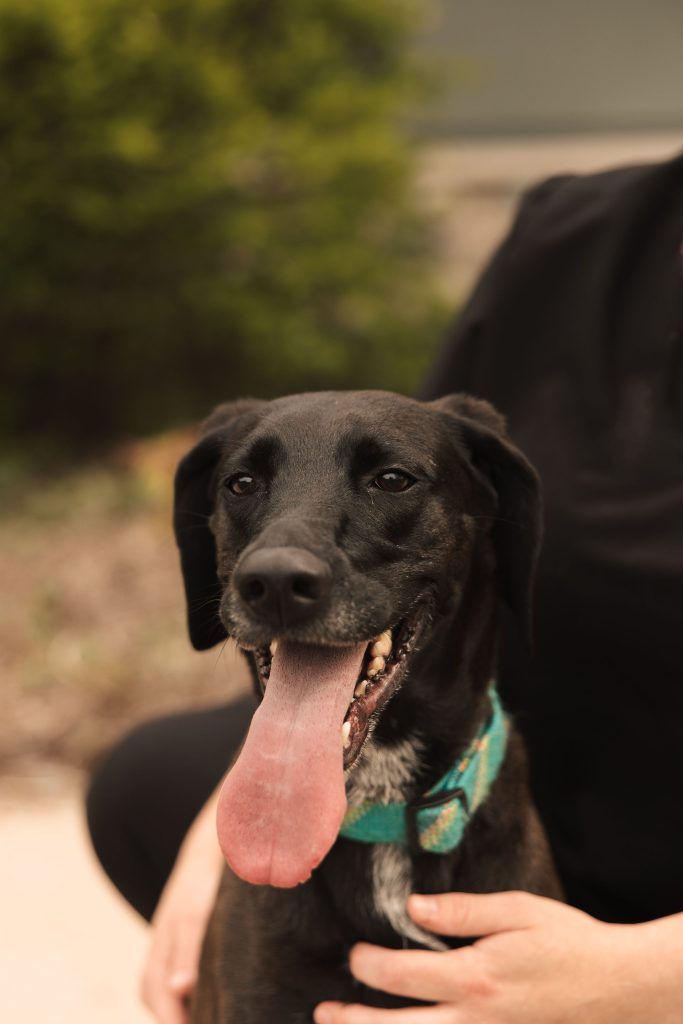 Veterinarian providing urgent care for a pet at Omnivet in  Traverse City, MI