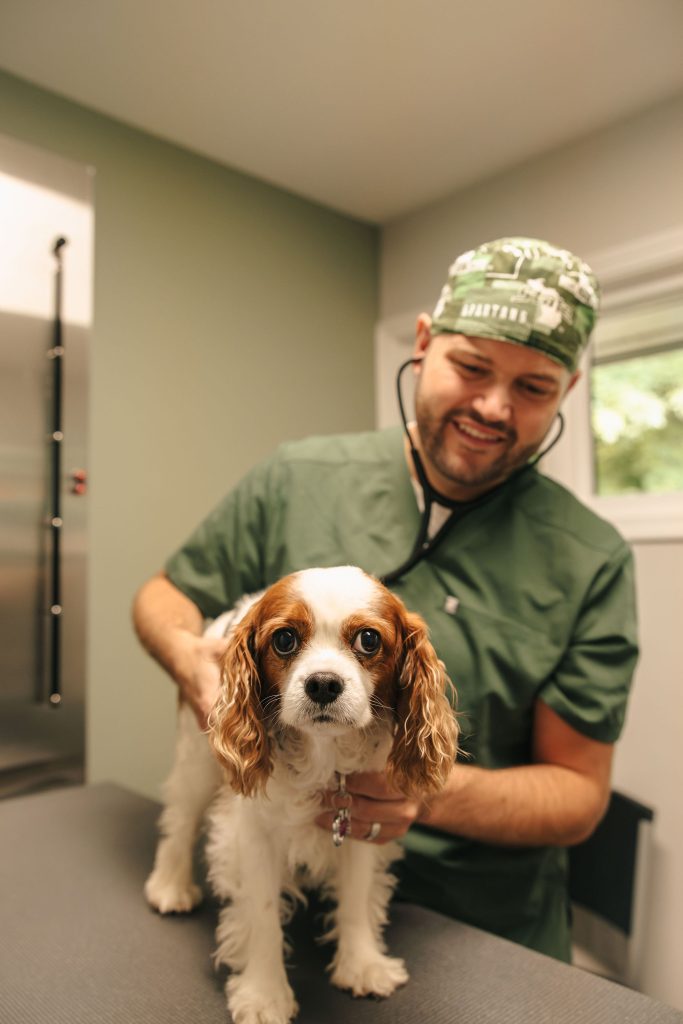 Veterinarian treating a pet wound or injury at Omnivet in  Traverse City, MI