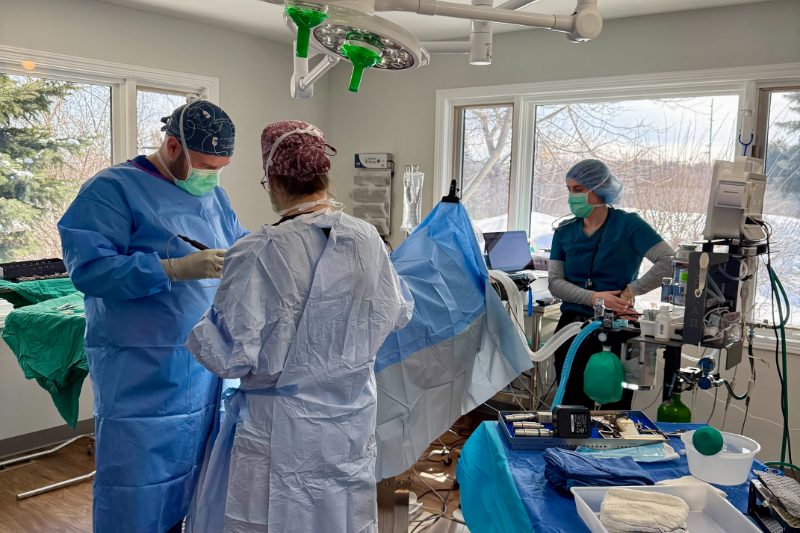 Understanding TPLO Surgery for Dogs with Torn Cruciate Ligaments