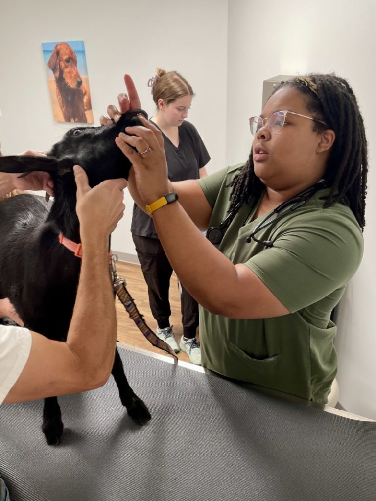 Small Ruminant Medicine in Traverse City