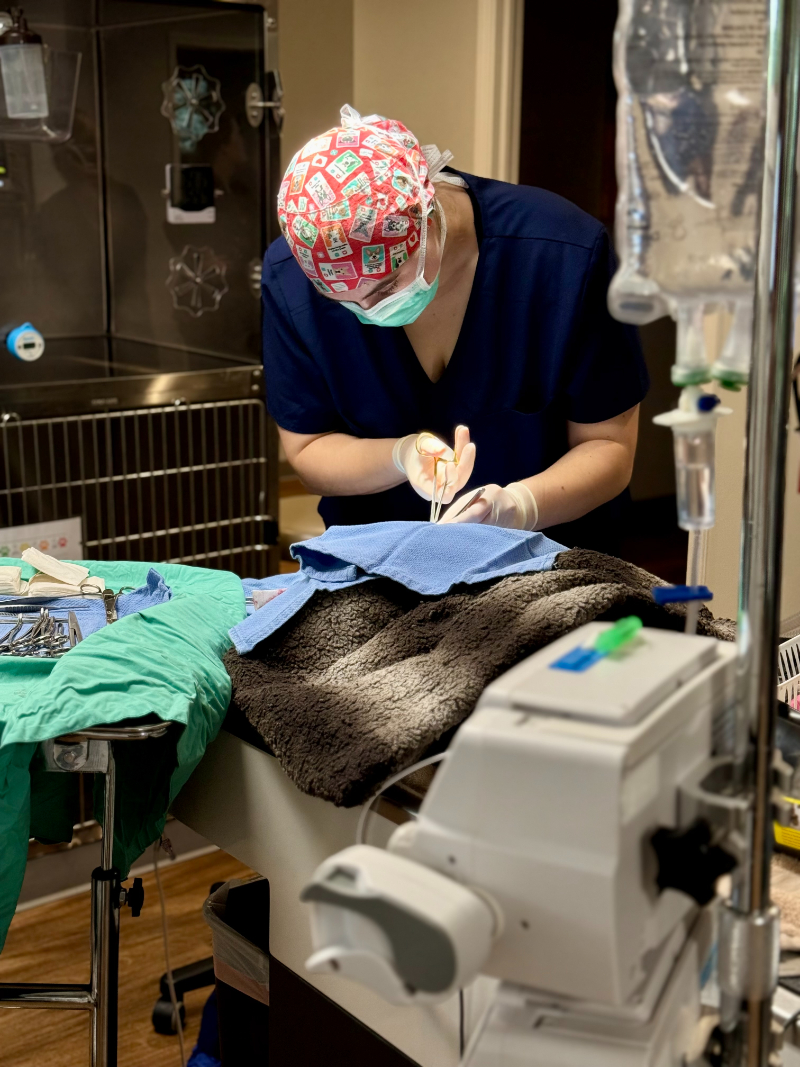 Veterinary team providing trauma stabilization for a pet at Omnivet in  Traverse City, MI