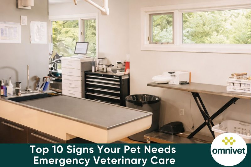 Top 10 Signs Your Pet Needs Emergency Veterinary Care