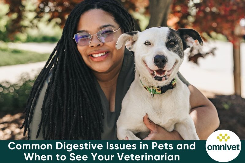 Common Digestive Issues in Pets and When to See Your Veterinarian