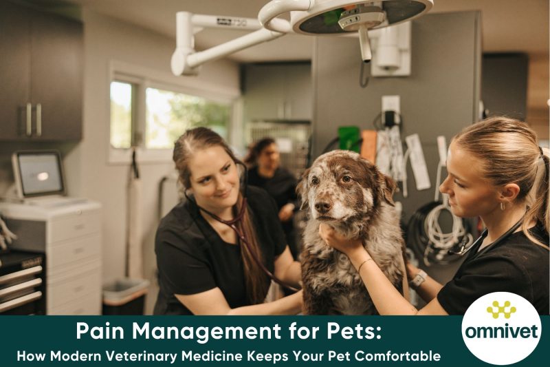 Pain Management for Pets: How Modern Veterinary Medicine Keeps Your Pet Comfortable
