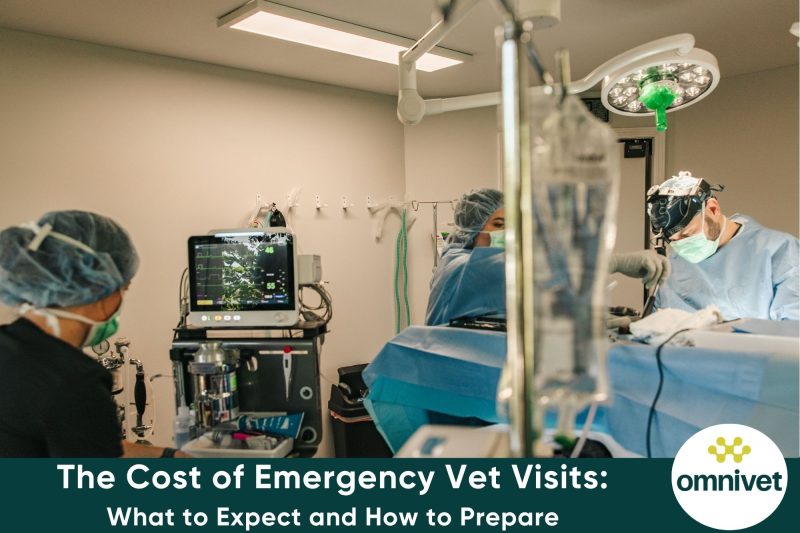 The Cost of Emergency Vet Visits What to Expect and How to Prepare